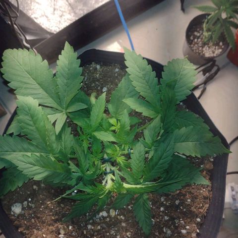 Auto BlackBerry Kush growlog timeline photo