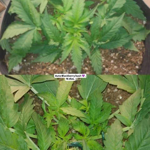 Auto BlackBerry Kush growlog timeline photo