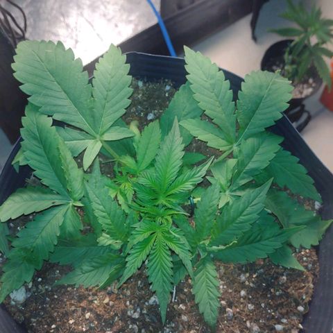 Auto BlackBerry Kush growlog timeline photo