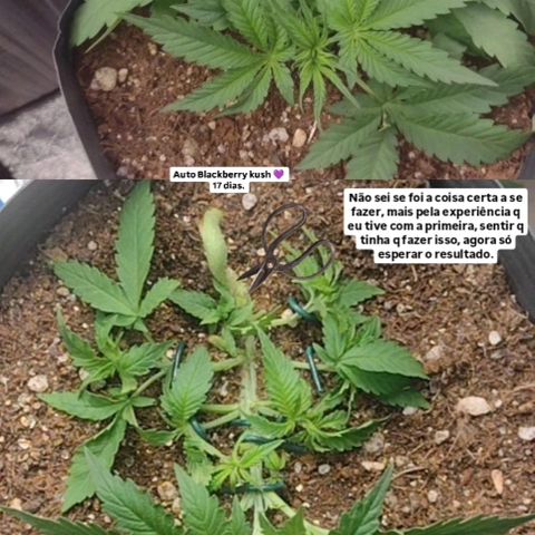 Auto BlackBerry Kush growlog timeline photo
