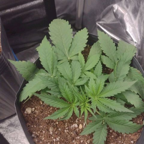 Auto BlackBerry Kush growlog timeline photo