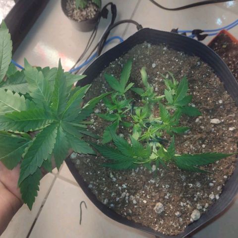 Auto BlackBerry Kush growlog timeline photo