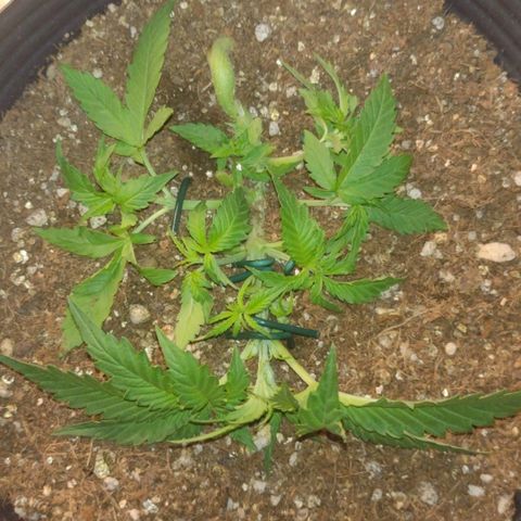 Auto BlackBerry Kush growlog timeline photo