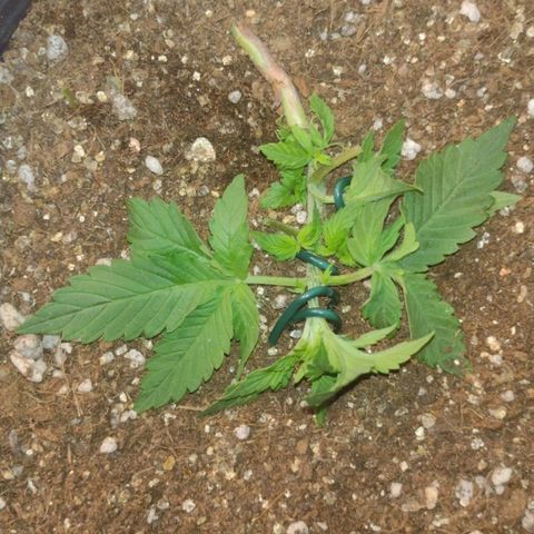 Auto BlackBerry Kush growlog timeline photo