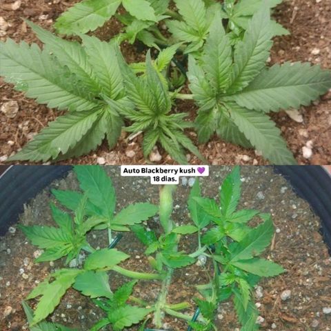 Auto BlackBerry Kush growlog timeline photo