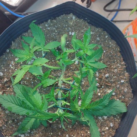 Auto BlackBerry Kush growlog timeline photo