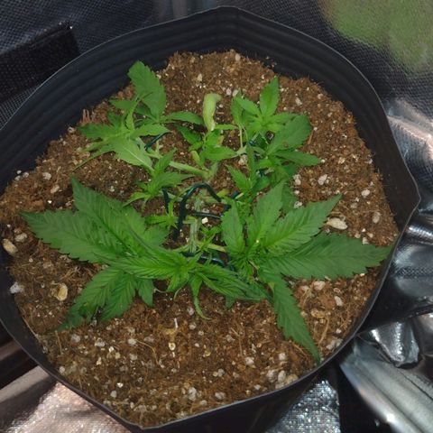 Auto BlackBerry Kush growlog timeline photo