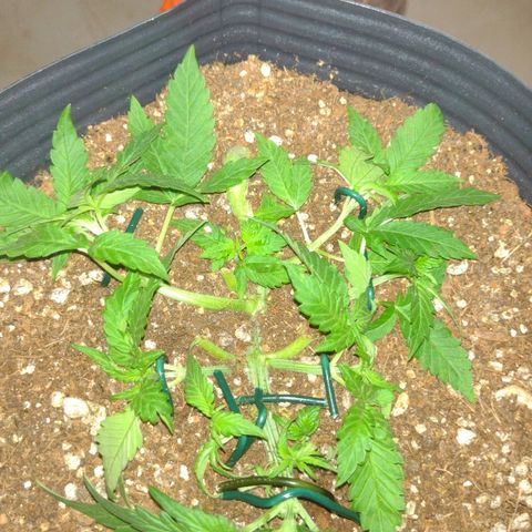 Auto BlackBerry Kush growlog timeline photo