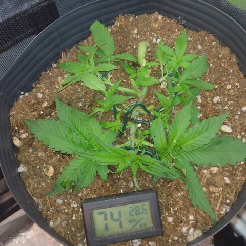 Auto BlackBerry Kush growlog timeline photo