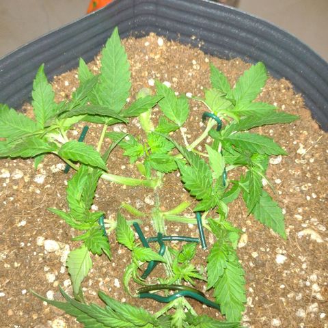 Auto BlackBerry Kush growlog timeline photo