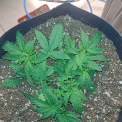 Auto BlackBerry Kush growlog timeline photo