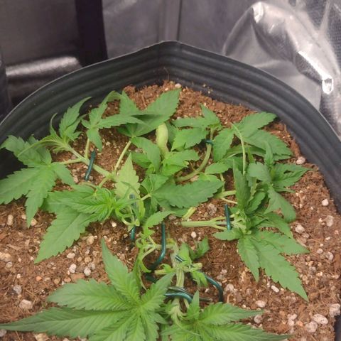 Auto BlackBerry Kush growlog timeline photo