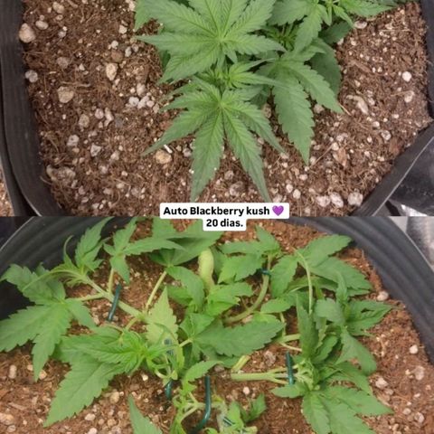 Auto BlackBerry Kush growlog timeline photo