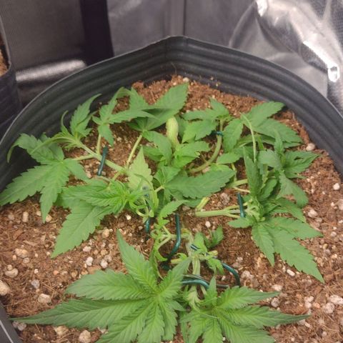 Auto BlackBerry Kush growlog timeline photo