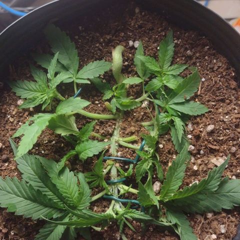 Auto BlackBerry Kush growlog timeline photo