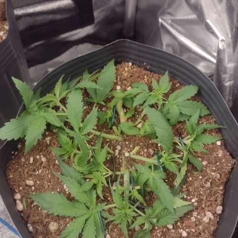 Auto BlackBerry Kush growlog timeline photo