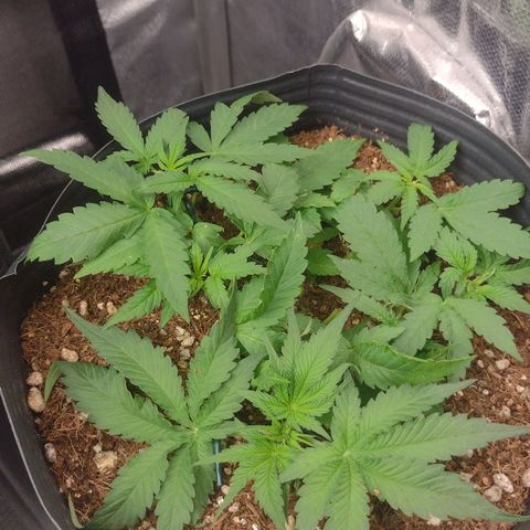 Auto BlackBerry Kush growlog timeline photo