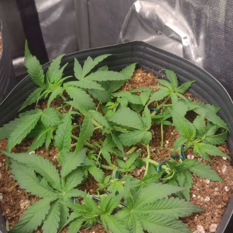 Auto BlackBerry Kush growlog timeline photo