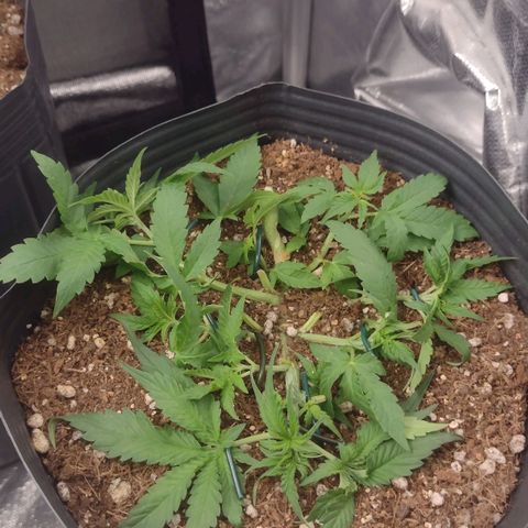Auto BlackBerry Kush growlog timeline photo