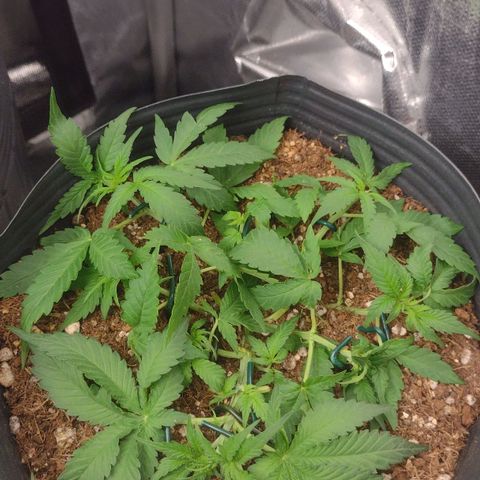 Auto BlackBerry Kush growlog timeline photo