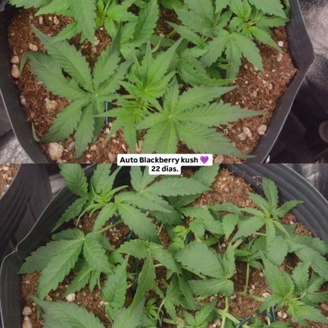 Auto BlackBerry Kush growlog timeline photo