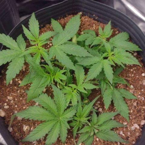 Auto BlackBerry Kush growlog timeline photo