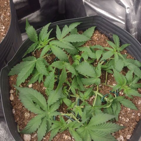 Auto BlackBerry Kush growlog timeline photo