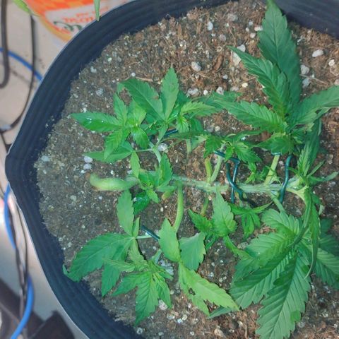 Auto BlackBerry Kush growlog timeline photo