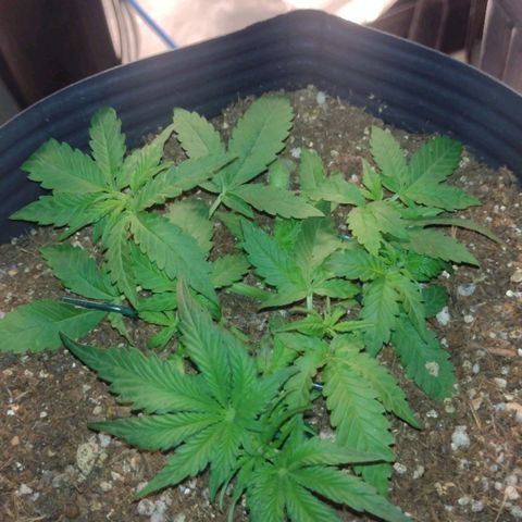 Auto BlackBerry Kush growlog timeline photo