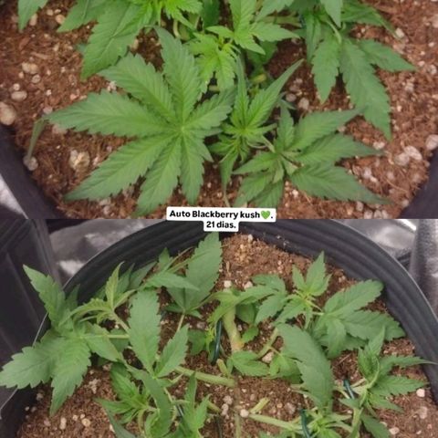 Auto BlackBerry Kush growlog timeline photo
