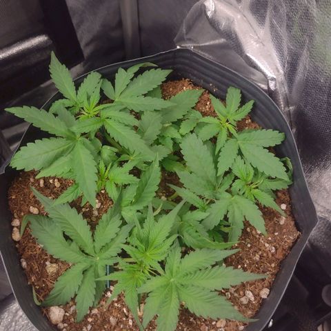 Auto BlackBerry Kush growlog timeline photo