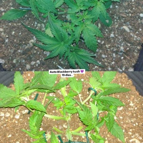 Auto BlackBerry Kush growlog timeline photo