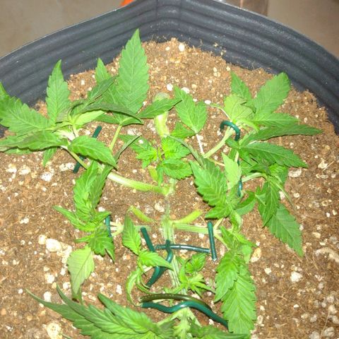 Auto BlackBerry Kush growlog timeline photo