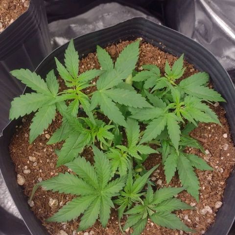 Auto BlackBerry Kush growlog timeline photo
