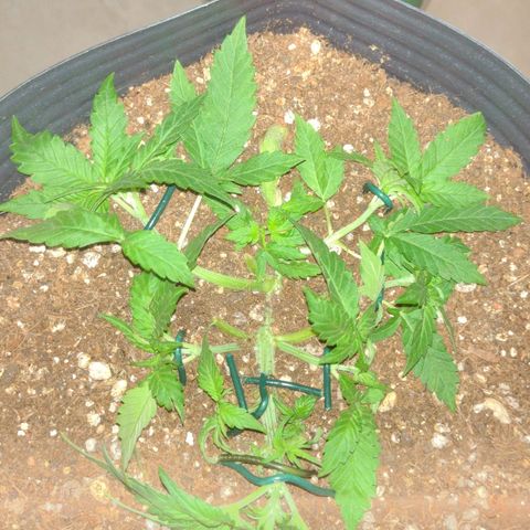 Auto BlackBerry Kush growlog timeline photo