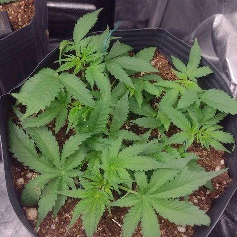 Auto BlackBerry Kush growlog timeline photo