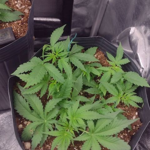 Auto BlackBerry Kush growlog timeline photo