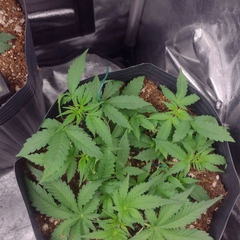 Auto BlackBerry Kush growlog timeline photo
