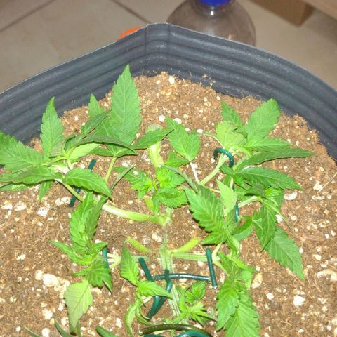 Auto BlackBerry Kush growlog timeline photo