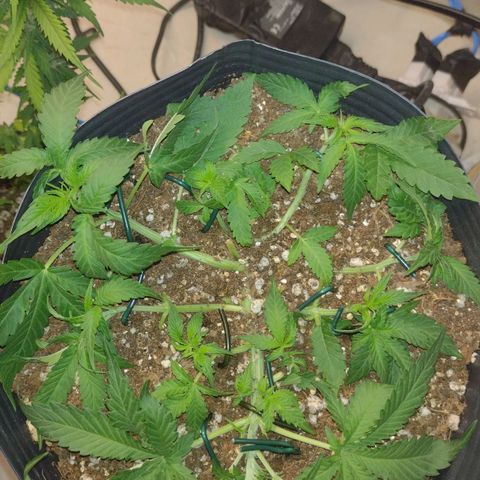 Auto BlackBerry Kush growlog timeline photo