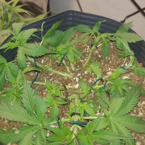 Auto BlackBerry Kush growlog timeline photo