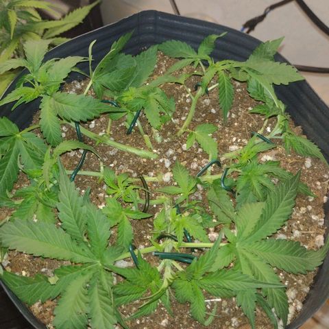 Auto BlackBerry Kush growlog timeline photo