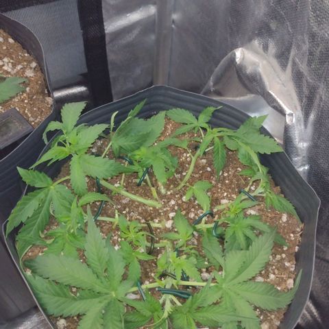 Auto BlackBerry Kush growlog timeline photo