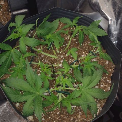 Auto BlackBerry Kush growlog timeline photo