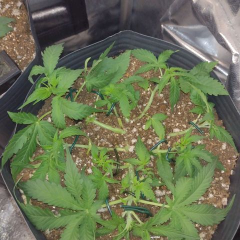 Auto BlackBerry Kush growlog timeline photo
