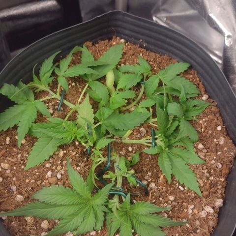 Auto BlackBerry Kush growlog timeline photo