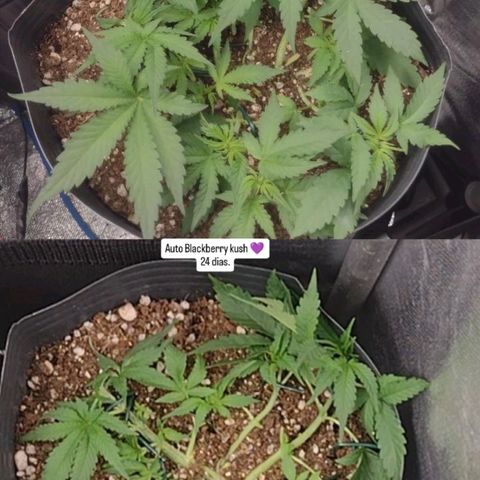 Auto BlackBerry Kush growlog timeline photo