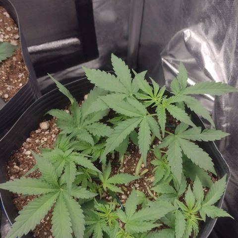Auto BlackBerry Kush growlog timeline photo