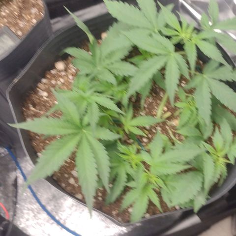 Auto BlackBerry Kush growlog timeline photo