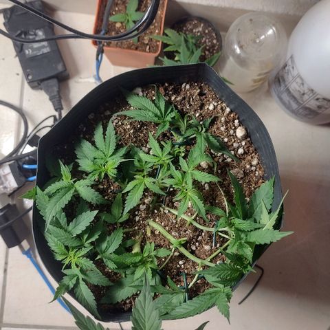 Auto BlackBerry Kush growlog timeline photo